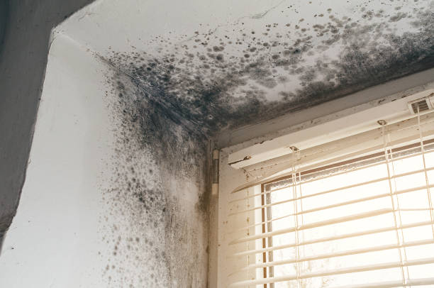 Affordable Black Mold Remediation solutions in Gaston, NC